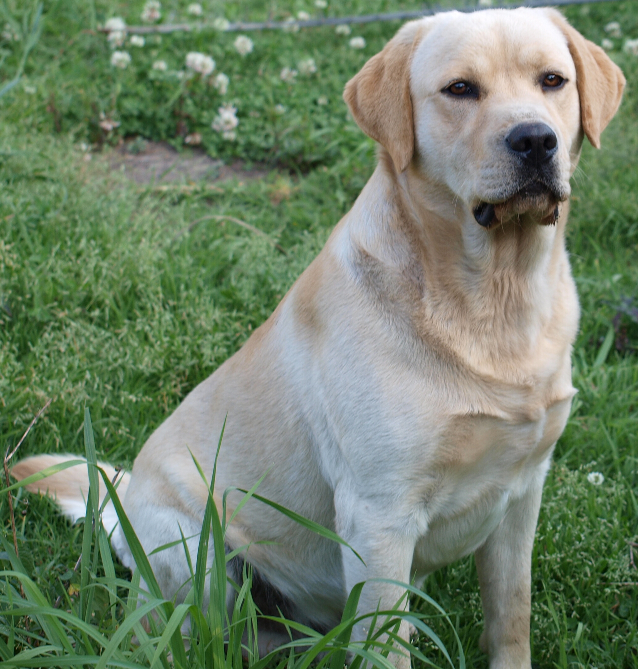 Labrador